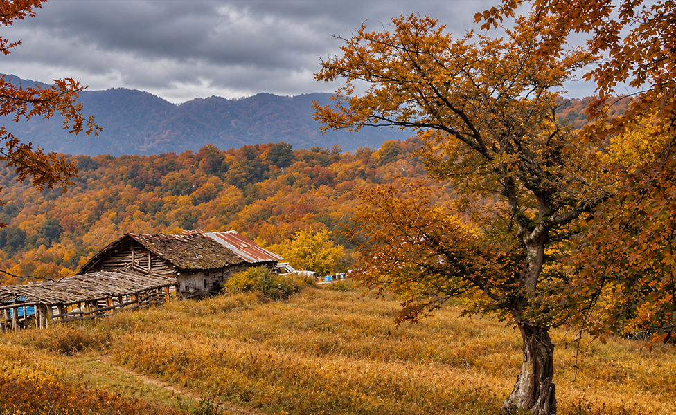 تور جنگل بلیران